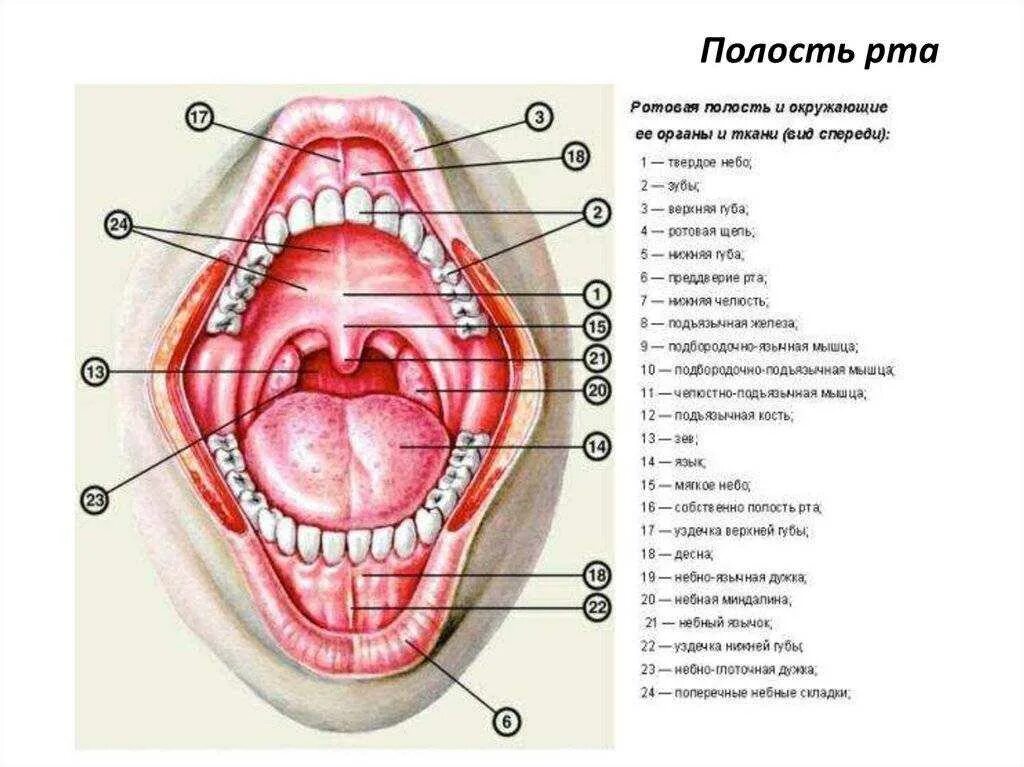 Анатомическое строение полости рта. Строение ротовой полости человека схема. Слизистая ротовой полости строение. Полость рта строение анатомия. Ротовая полость зубы человека