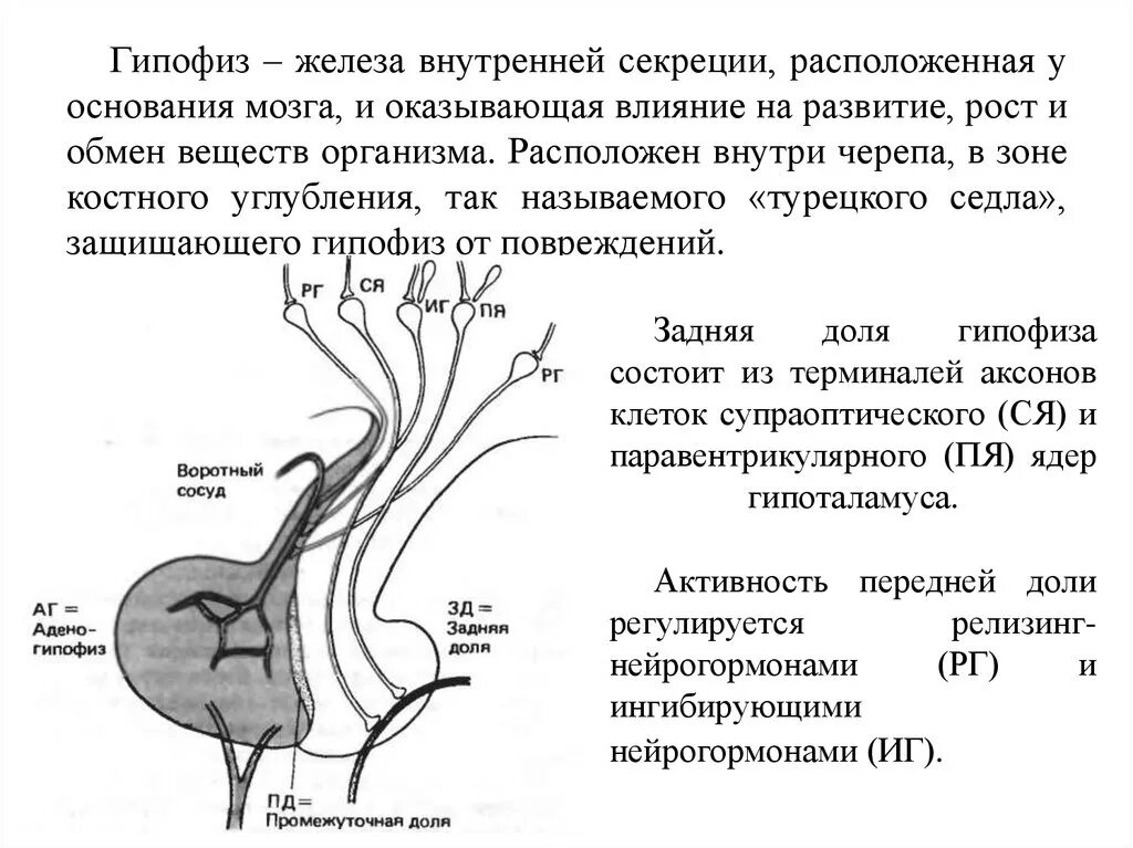 Гипофиз функции кратко. Гипофиз железа внутренней секреции. Функции гипофиза железы внутренней секреции. Гипофиз железа строение. Функции эндокринных желез гипофиз.