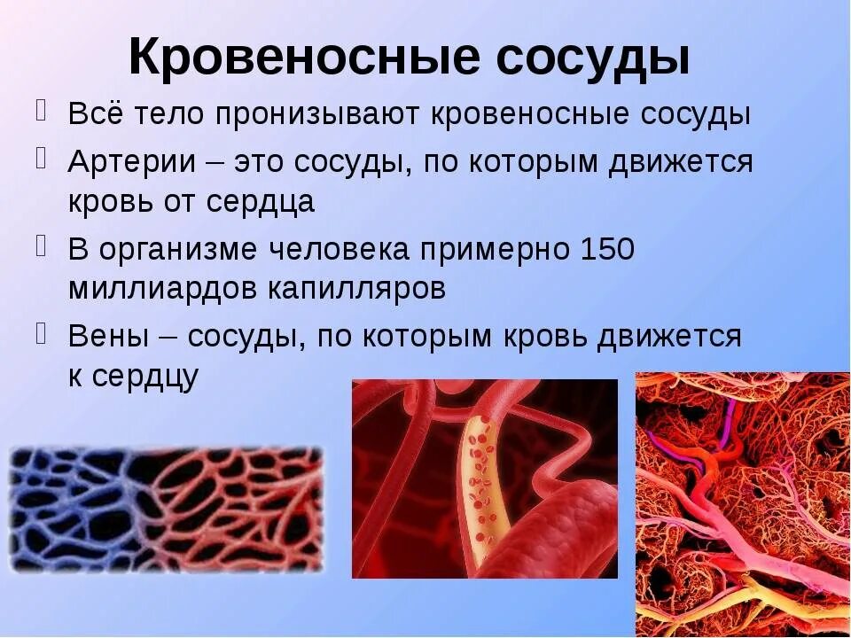 Чем характеризуются сосуды. Сосуды кровеносной системы. Сосуды в человеческом организме. Кровеносные сосуды в теле человека.