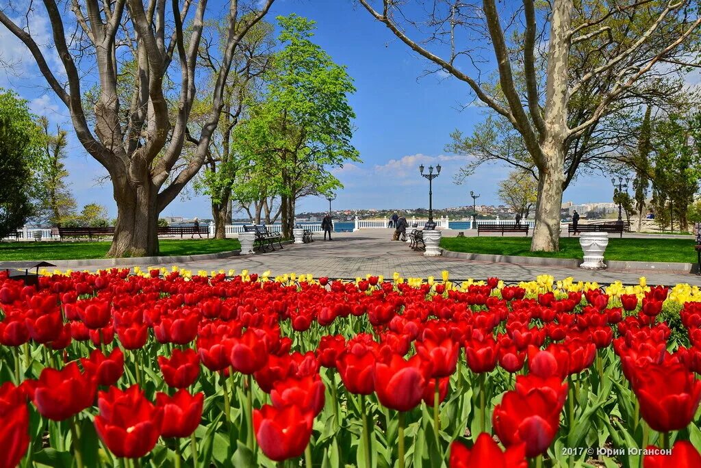 Клумбы на приморском бульваре севастополя. Сакура цветет в севастополе. Растения севастополя. Хризантемы на приморском бульваре севастополя. Цветы недорого севастополь.