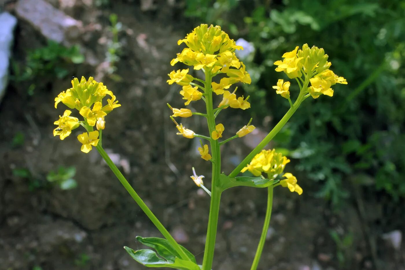 Barbarea arcuata - Image of an specimen - Plantarium