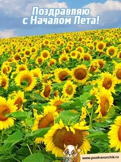 С 51 днем лета