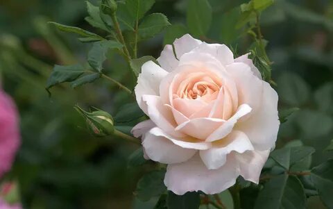 Rose photo