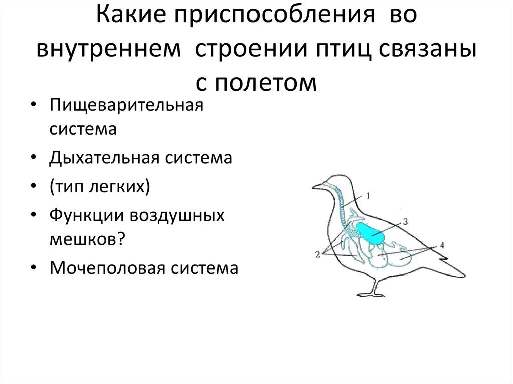 Дыхательная система внутреннего строения птиц таблица. Внутреннее строение птиц пищеварительная система. Схема пищеварительной системы птицы биология 7 класс. Дыхательная система птиц строение и функции.