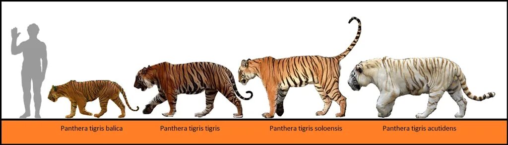 Лев максимальный размер. Амурский тигр и бенгальский тигр сравнение размеров. Тигр и Лев сравнение размеров. Размеры тигра и Льва. Сравнение тигра и Льва по размерам.