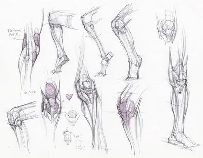 Legs anatomy