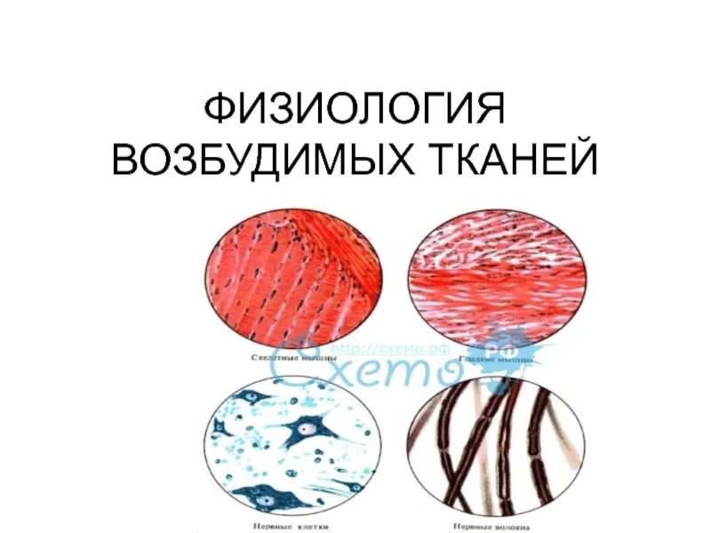Основные понятия в физиологии возбудимых тканей. Способность ткани реагировать на раздражение. Физиология возбудимых тканей презентация. Признаки возбуждения тканей. Как называется состояние возбуждения.