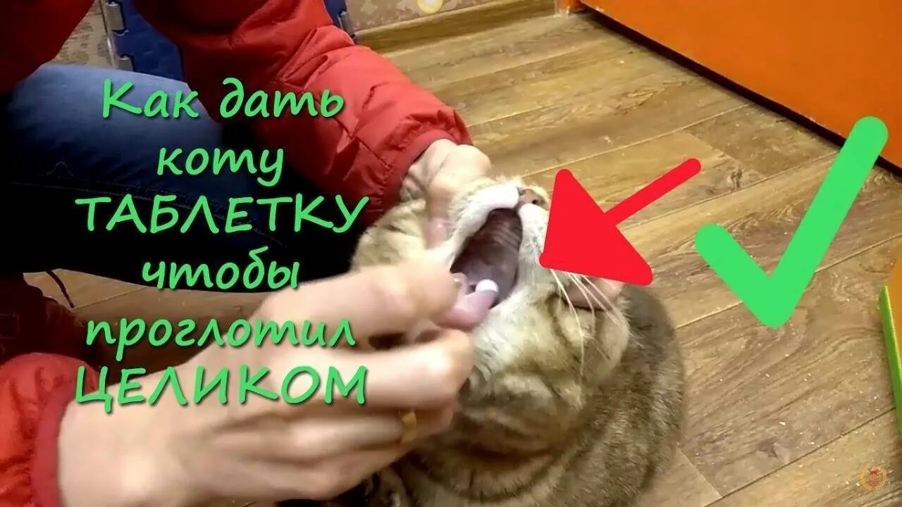 Как дать таблетку кошке видео. Как дать таблетку кошке. как правильно давать таблетки кошкам. как правиллнодать таблетки кошки. как правильно давать лекарства коту.