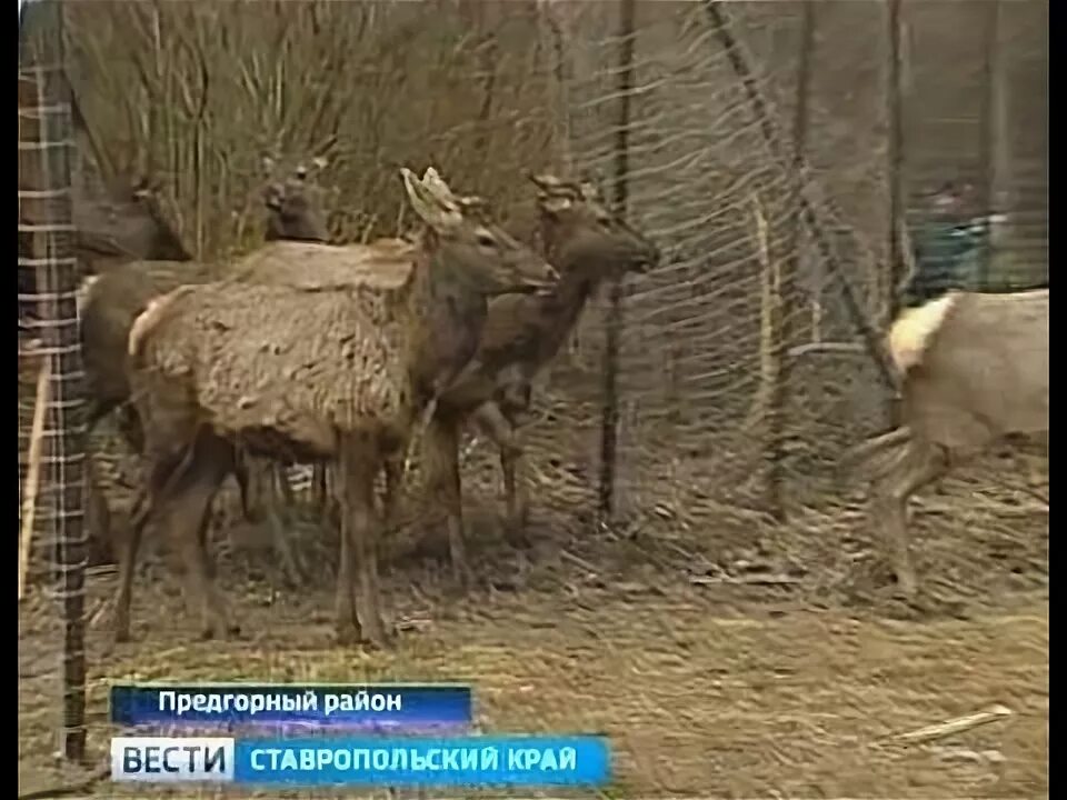 Животные Предгорного района Ставропольского. Бугунтинский заказник. Животный мир Предгорного района Ставропольского. Ессентуки• Бугунтинский заказник. Выпустили оленей