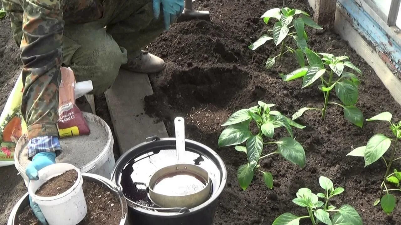 Можно ли перец сажать в открытый грунт. Рассада в открытом грунте. Грунт для рассады. Высадка рассады перца в теплицу. Посадка перца в теплице.