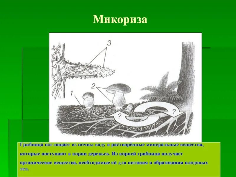 Что такое микориза у грибов. Грибница микориза. Грибная микориза. Строение гриба микориза.