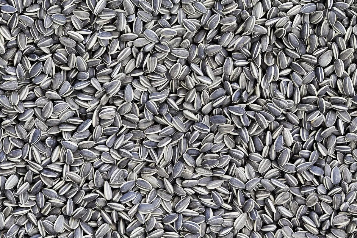 серые семечки. зоомир семена подсолнечника полосатые 200гр. подсолнечные семечки полосатые. семена подсолнуха. семечка масляные.