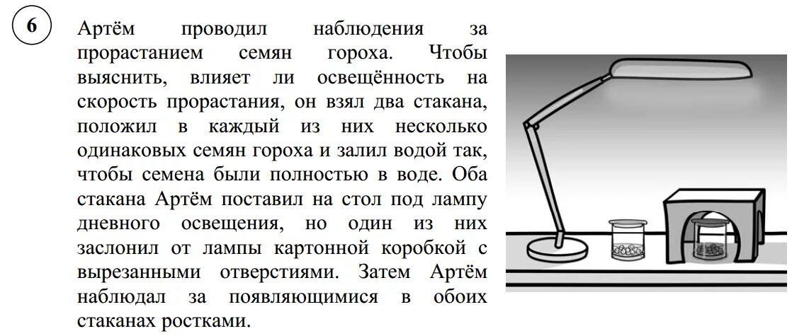 Освещённость на скорость прорастания семян. Влияет ли освещенность на скорость прорастания семян. Проведите наблюдения за прорастанием семян.