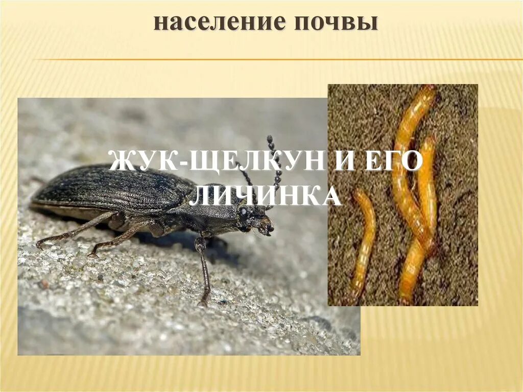 Правовой режим земель населенных пунктов презентация. Почву населяют. Население земли. Признаки земель населенных пунктов. Живое население почвы.