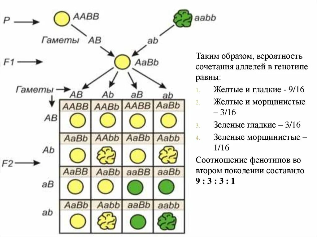 Схема дигибридного скрещивания. Таблица дигибридного скрещивания генетика. Схема дигибридного скрещивания гороха. Полигибридное скрещивание схема.