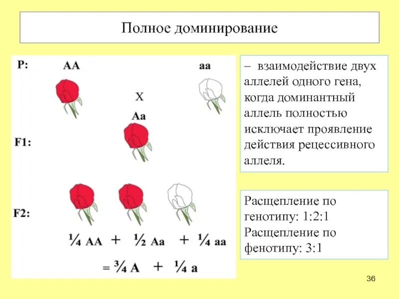 Определите генотип содержащий разные аллели одного гена