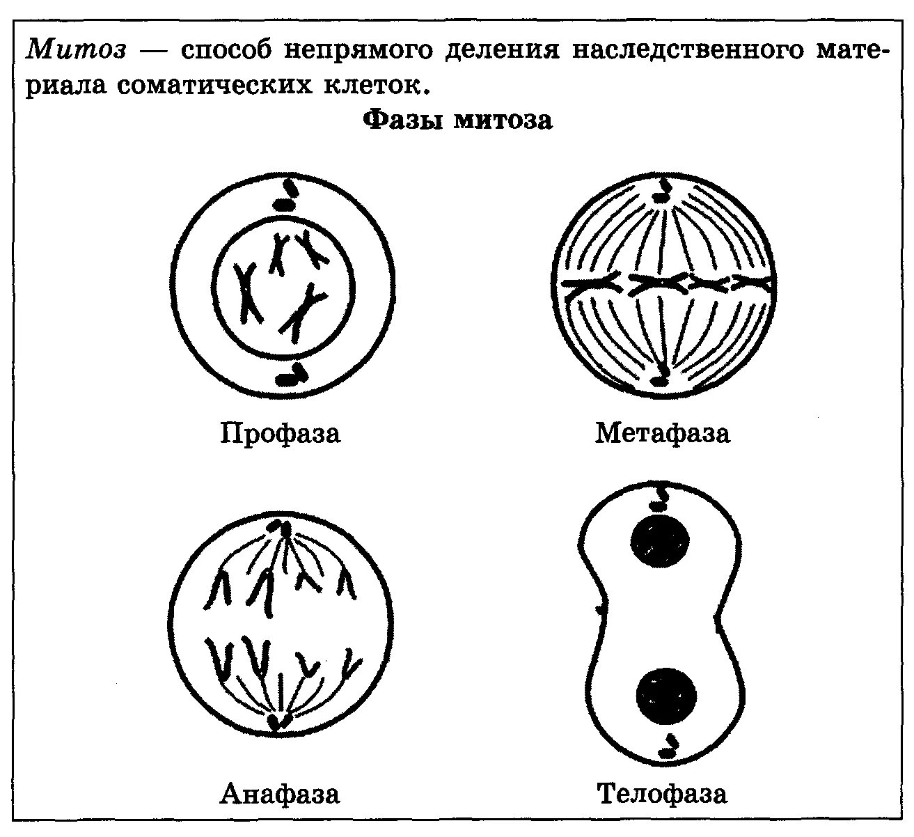 Аппарат деления клетки. Фазы митоза схема. Схема стадий митоза. Схема митоза простая. Этапы деления клетки митоз.