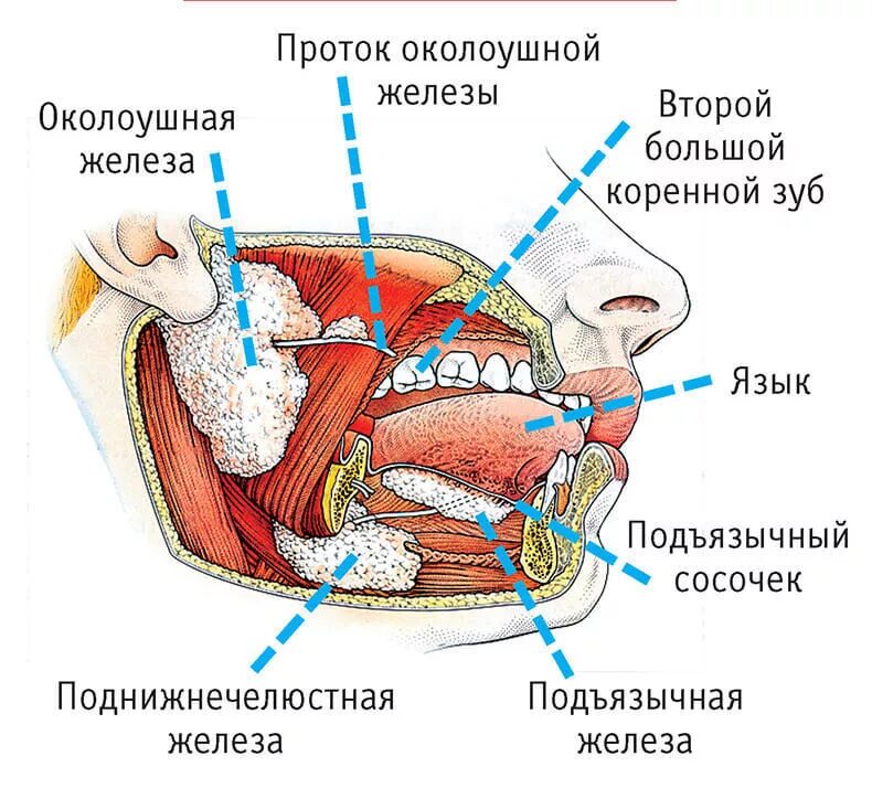 Околоушная слюна. Малые слюнные железы анатомия строение. Строение слюнных желез анатомия. Анатомия слюнных желез схема. Схема строения крупных слюнных желез.