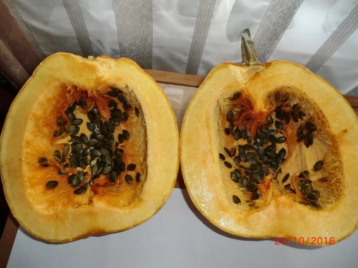 Сорт тыквы с семечками без кожуры