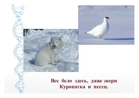 Могут ли встретиться белая куропатка и песец
