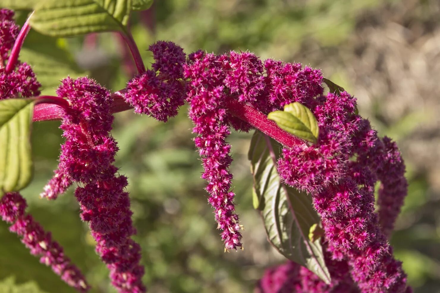 Амарант почему запретили. Амарант метельчатый. Амарант растение. Амарант почему запретили. Амарант пигми торч.