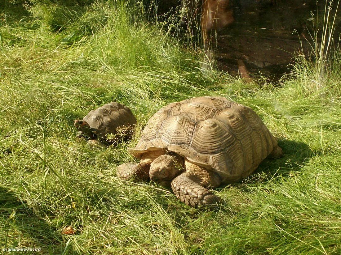 Слоновые черепахи галапагосы. Сухопутная черепаха галапагосы. Галапагосские острова черепахи. Среда обитания слоновых черепах. Техасский гофер.