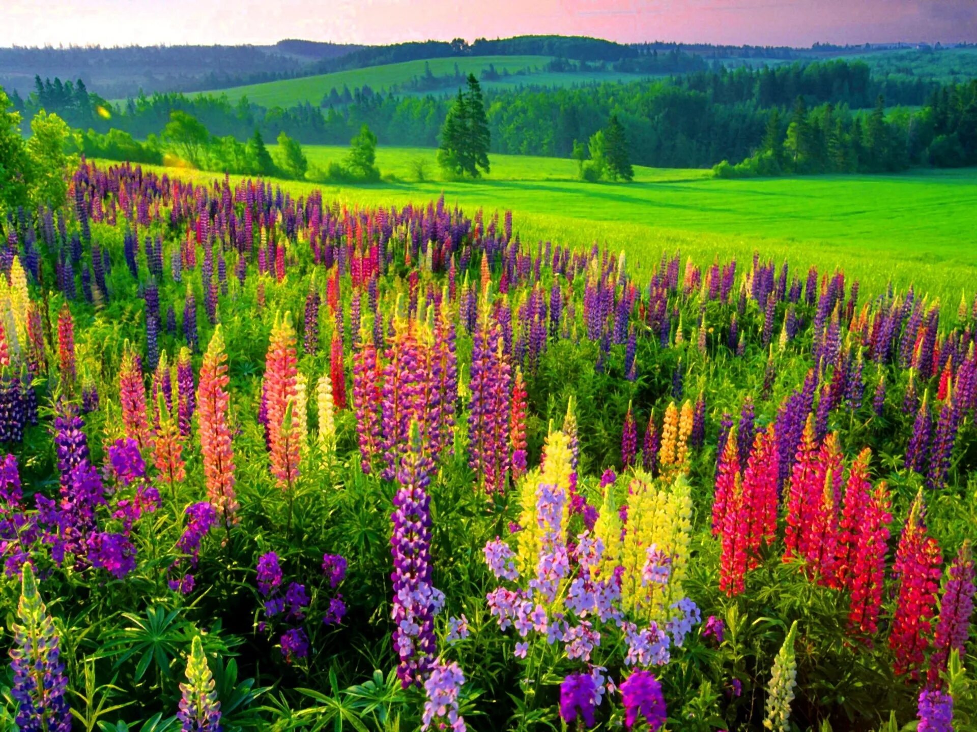Картинки трав цветов. Люпин Луговой. Растения Луга, Люпин. Национальный парк баварский лес люпины. Полевые цветы люпины.