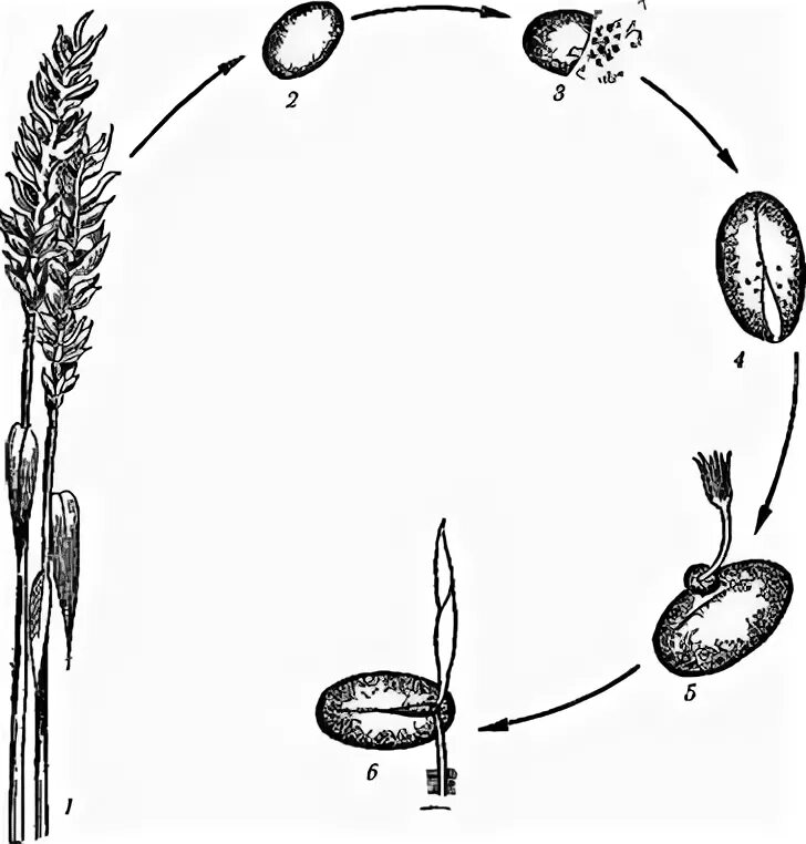 Жизненный цикл пыльной головни. Жизненный цикл твердой головни пшеницы. Пыльная головня ячменя цикл развития. Жизненный цикл пыльной головни. Жизненный цикл твердой головни пшеницы.