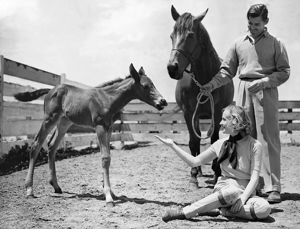 Кэрол ломбард гейбл. Clark gable carole. кэрол ломбард и кларк. кэрол ломбард и кларк фото.