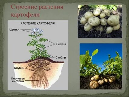 Корневой системы картофеля