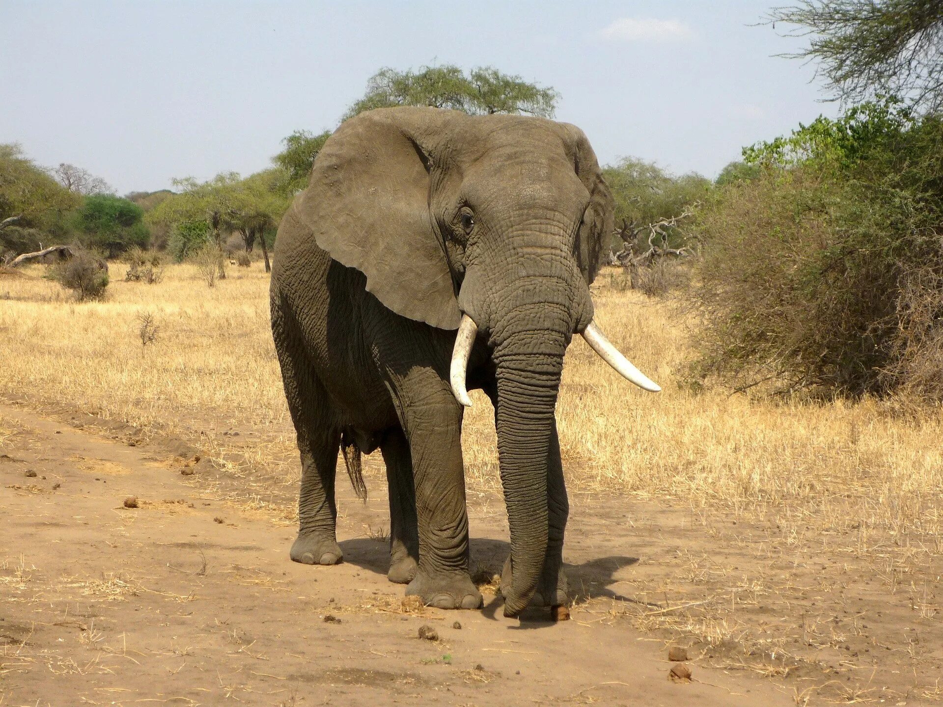 Слоник жив. Саванный слон и Африканский слон. Африканский саванский слон. Саванный Африканский слон Африки. Хоботные индийский слон.
