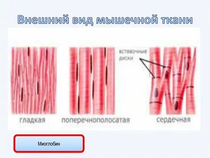 К мышечной ткани относится ткань железистая