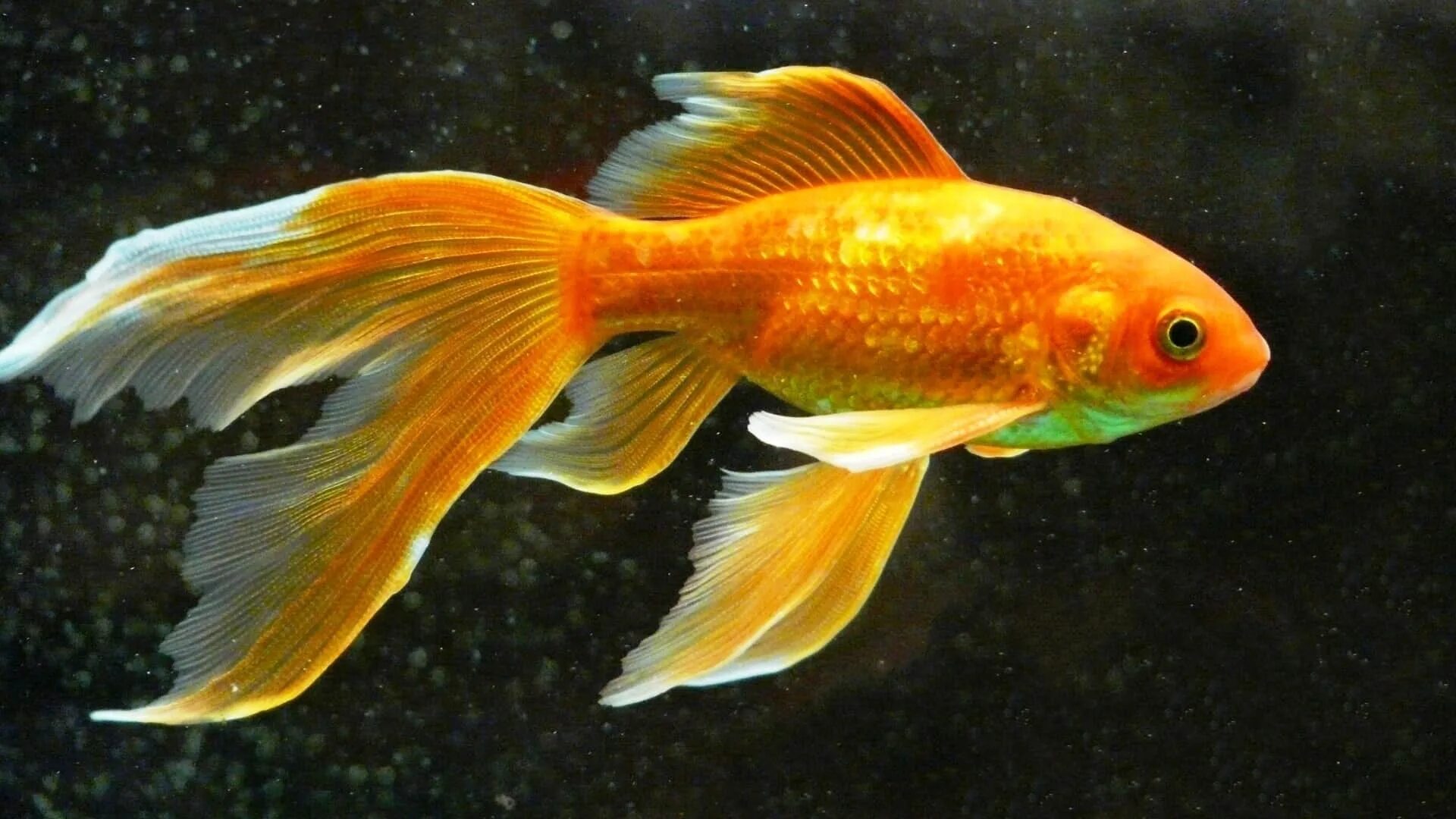 Комета вуалехвост. Золотая рыбка вуалехвост. Золотая рыбка Комета вуалехвост. Золотые аквариумные рыбки Комета.