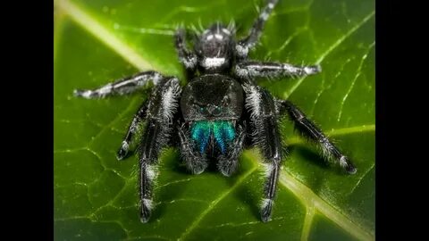 Пауки spiders