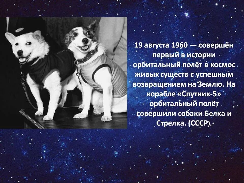 Первое живое существо совершившее космический полет. 19 Августа 1960. Животные в космосе для детей. День космонавтики первые животные в космосе. Первый полет в космос белки и стрелки.