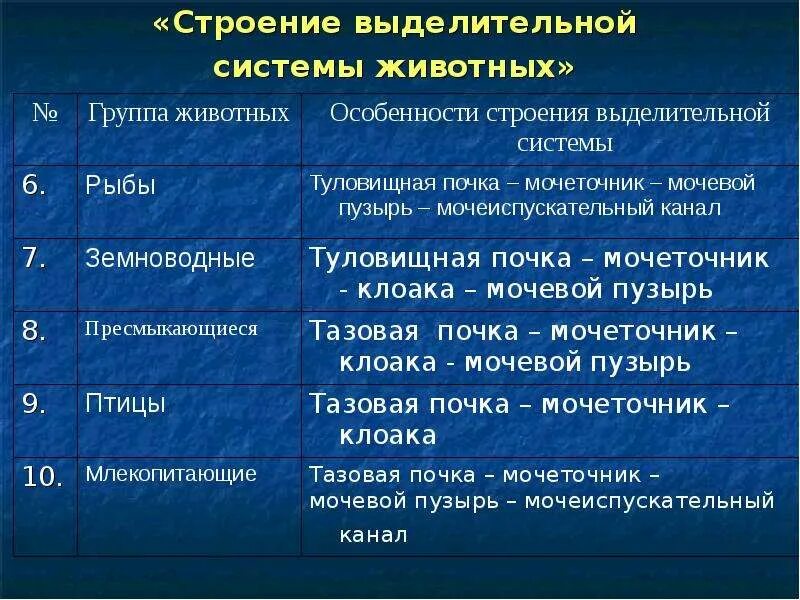 Органы животных 6 класс. Органы выделения у животных 6 класс таблица. Выделительная система животных таблица 6 класс биология. Эволюция органов выделения у животных. Органы выделения животных 6 класс.