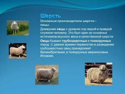 Проект шерсть