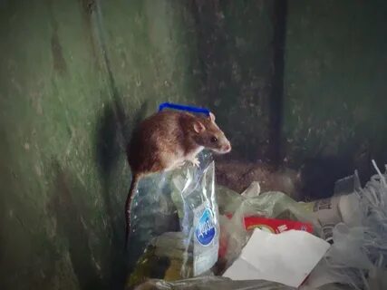 Крысы ростова