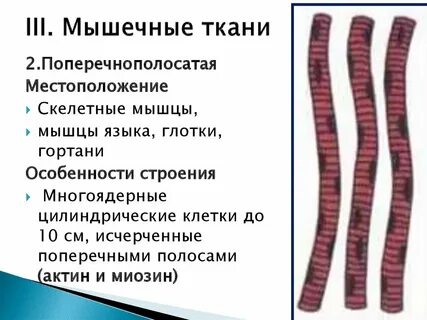 Какие типы тканей присущи человеку