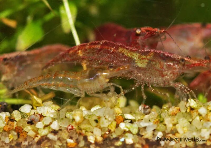 Креветки черри Neocaridina heteropoda.. Креветка черри самка. Аквариумные креветки неокардины. Креветки неокардины размножение.