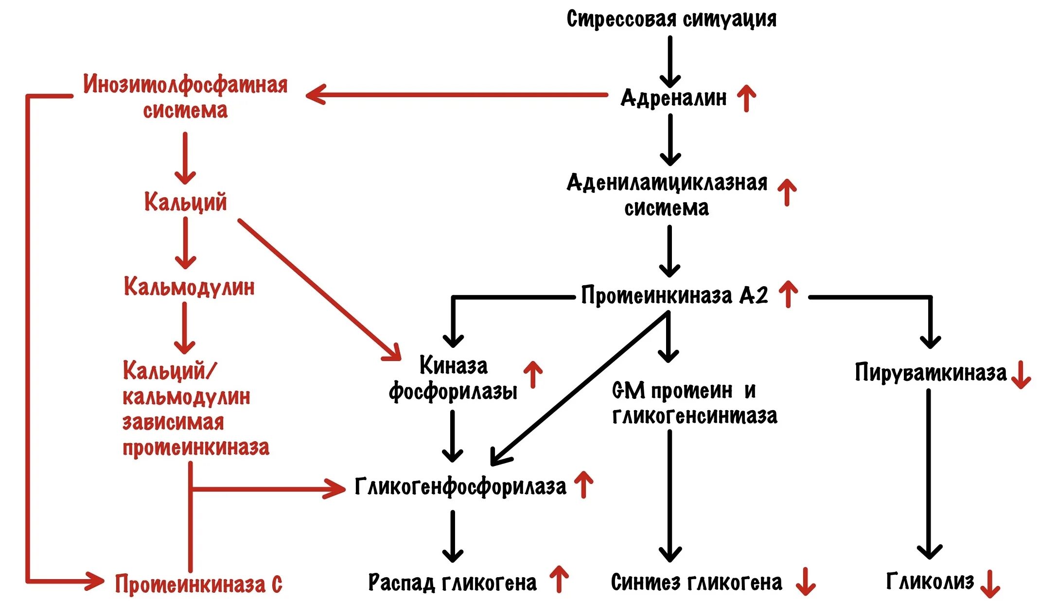 Регуляция дыхания общие свойства живых систем. Распад гликогена в печени. схема регуляции выдоха. регуляция распада гликогена. на рисунке изображена схема регуляции дыхания человека..