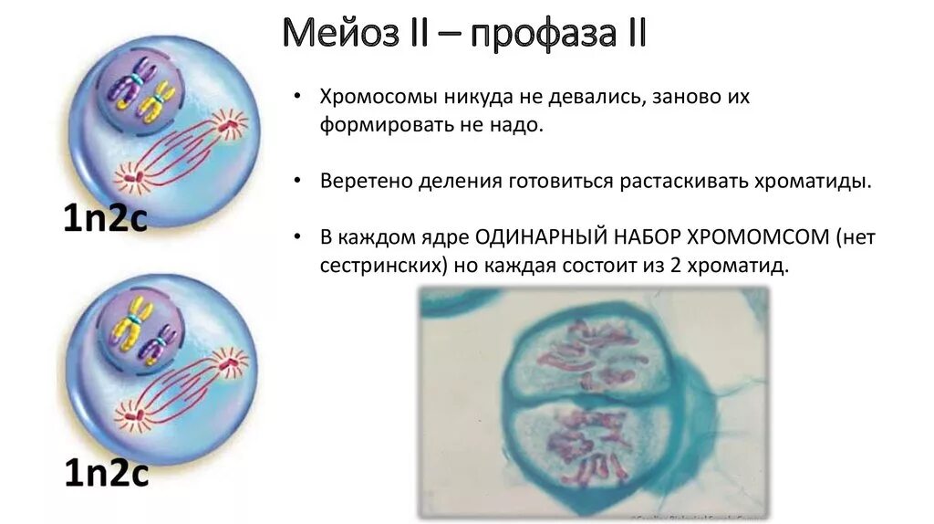 Профаза 2 метафаза 2 анафаза 2 телофаза 2. Интерфаза мейоза 2. Профаза 1 и профаза 2. Метафаза мейоза 2. Особенность процесса мейоза