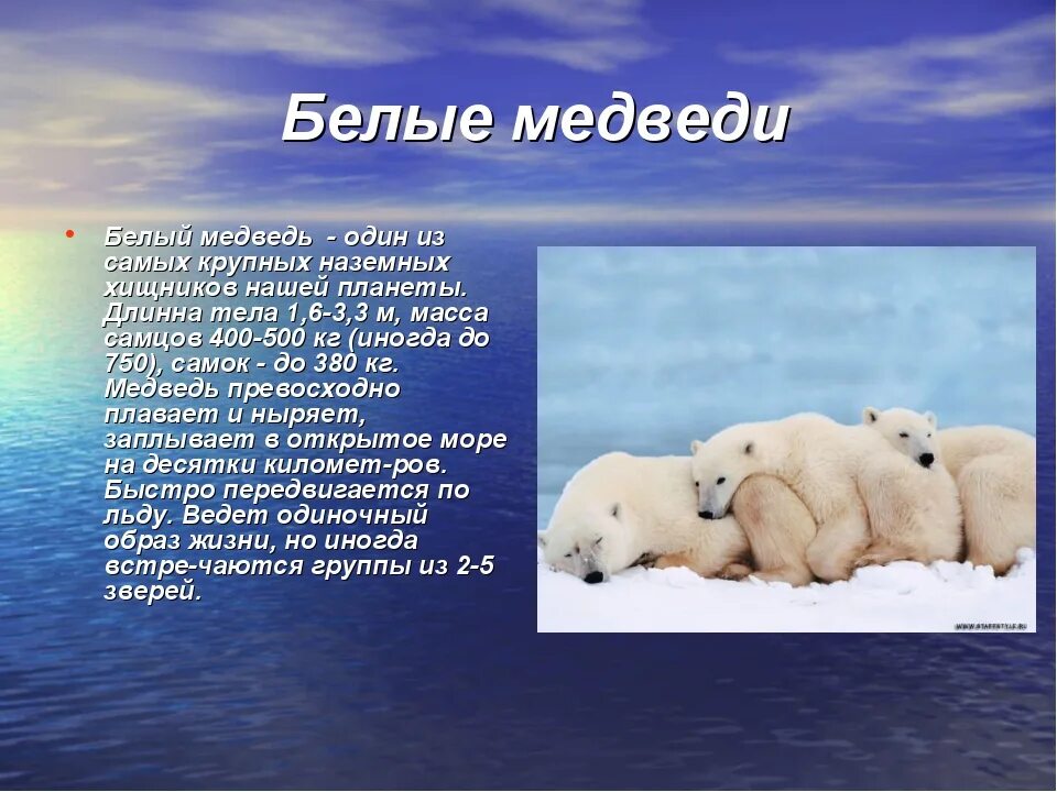 Как приспособились к жизни медведи. Доклад про белого медведя. Северный Ледовитый океан белый медведь. Информация о белом медведе. Животный мир холодных районов.