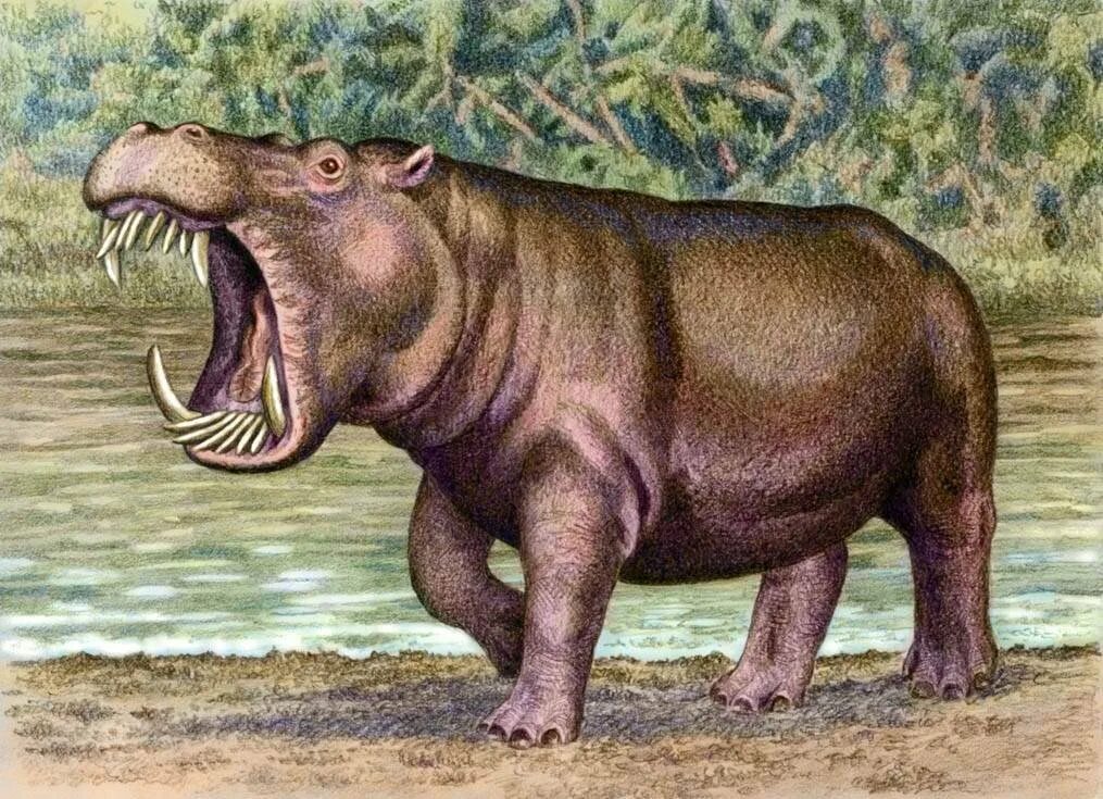 Вымершая древность 6. Hexaprotodon sivalensis. Гиппопотам антропоген. Шерстистый Бегемот вымерший. Гексапродон вымершие животное.