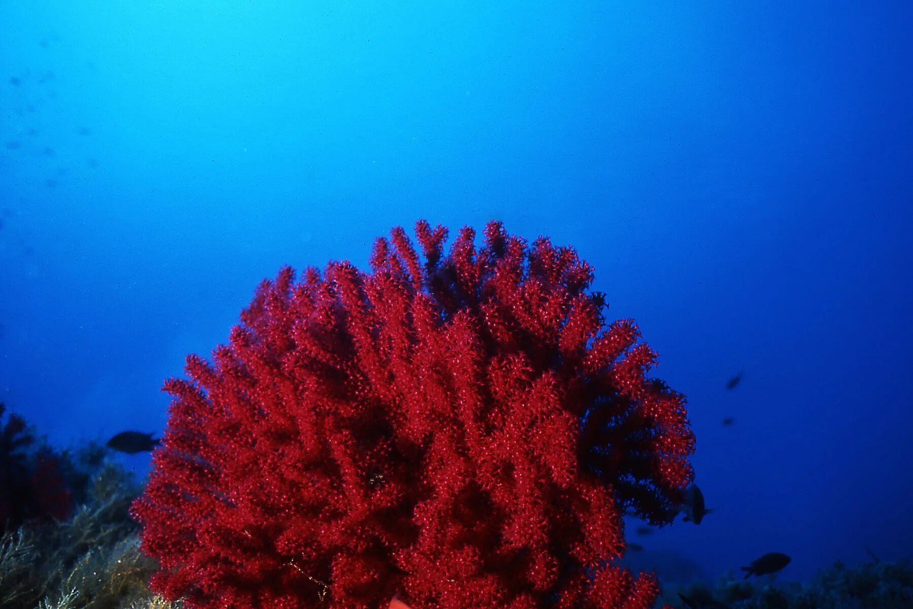 Герматипные кораллы. Средиземноморский коралл. Миллипора коралл. Алый сардинистый коралл.