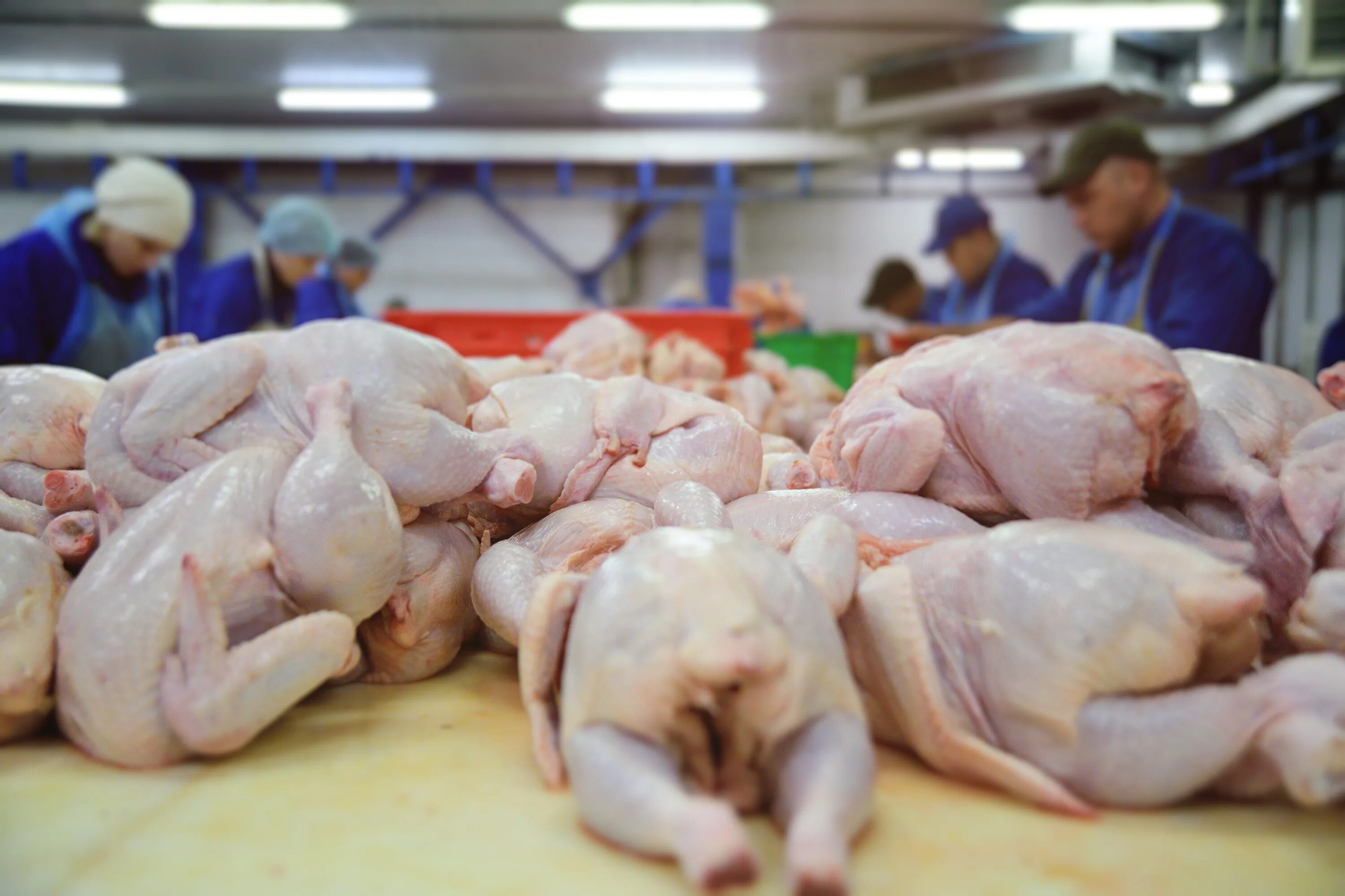 Мясо птицы качество. Производство мяса птицы. Производители куриного мяса. Производители курятины. Мясо птицы в птицефабрике.