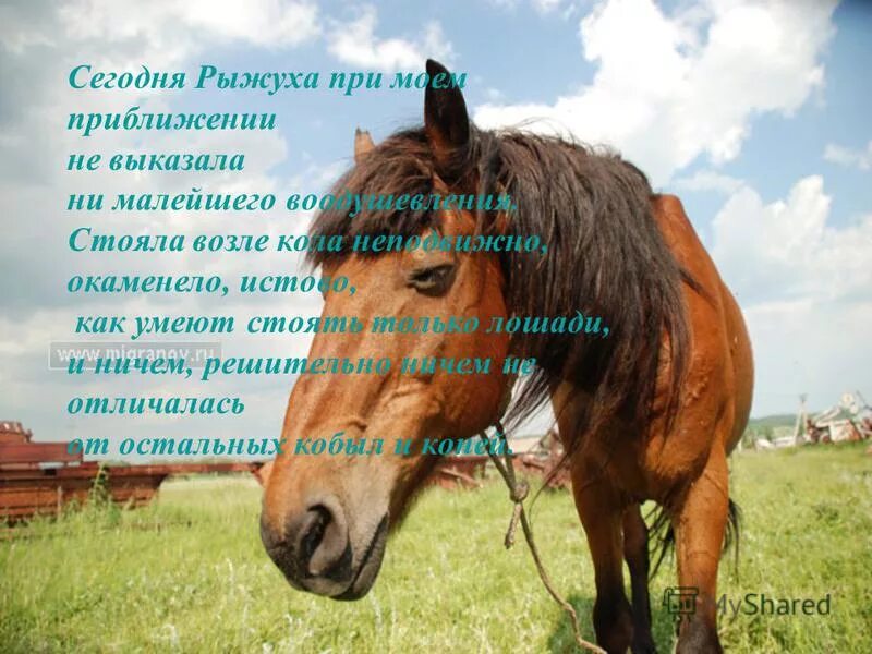 Почему плакала рыжуха. Рыжуха лошадь. Лошадь плачет. Мой конь. Рыжуха о чем плачут лошади.