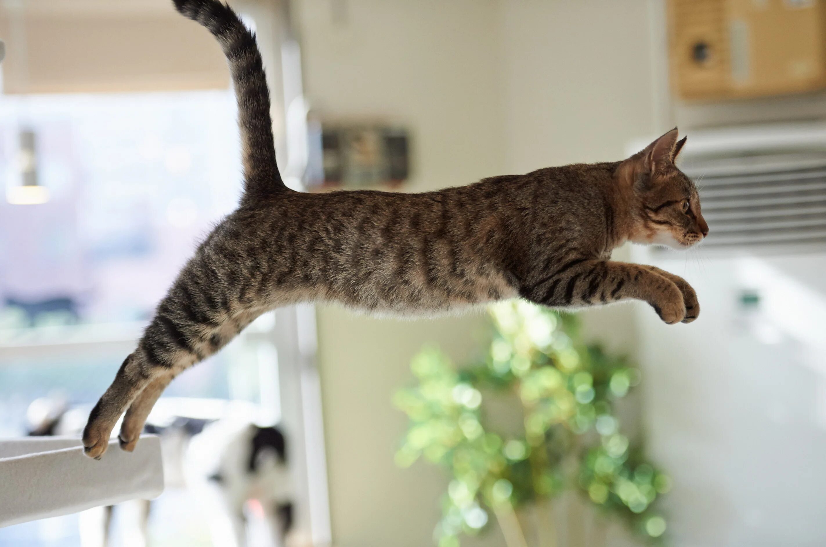 Кошка. Кот прыгает. Кошка домашняя. Кошки фото. Кошки способны