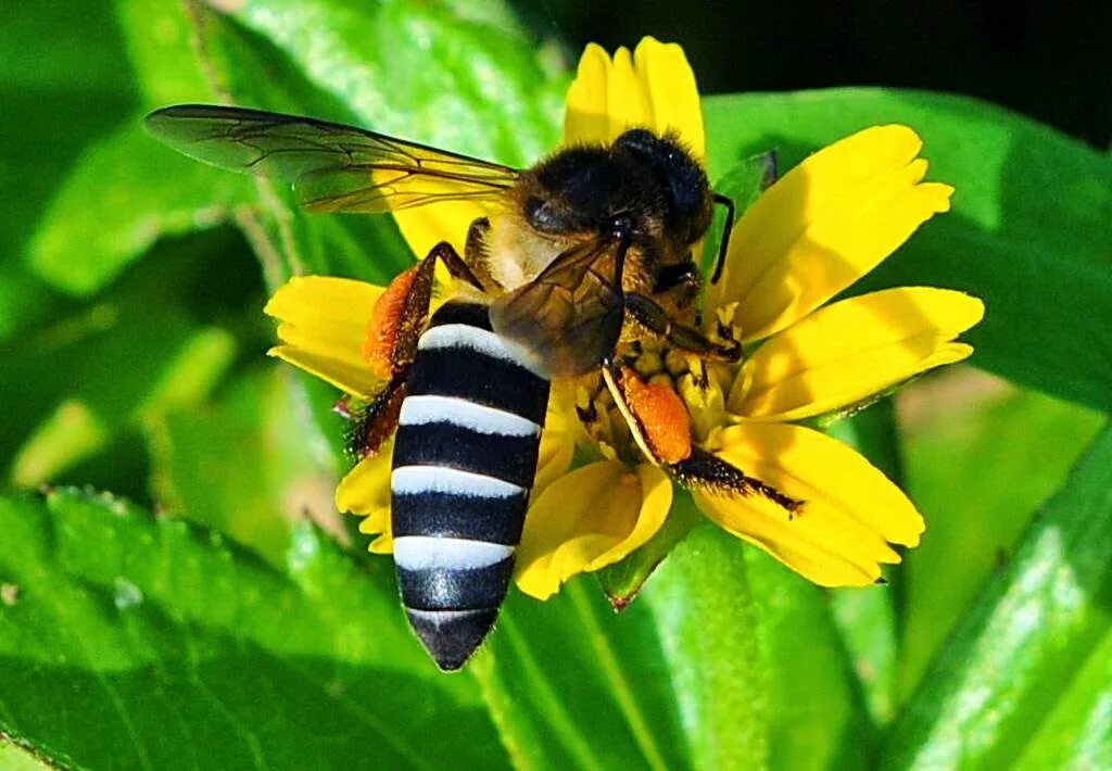 Апи пчела. Гималайская медоносная пчела. Пчела Лабориоза. АПИС Дорсата пчела. Гималайская гигантская медоносная пчела.