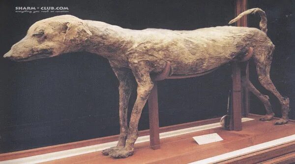 Mummy dog. Мумифицированная собака в дереве. Mummy dog. Mummy dog. Mummy dog.